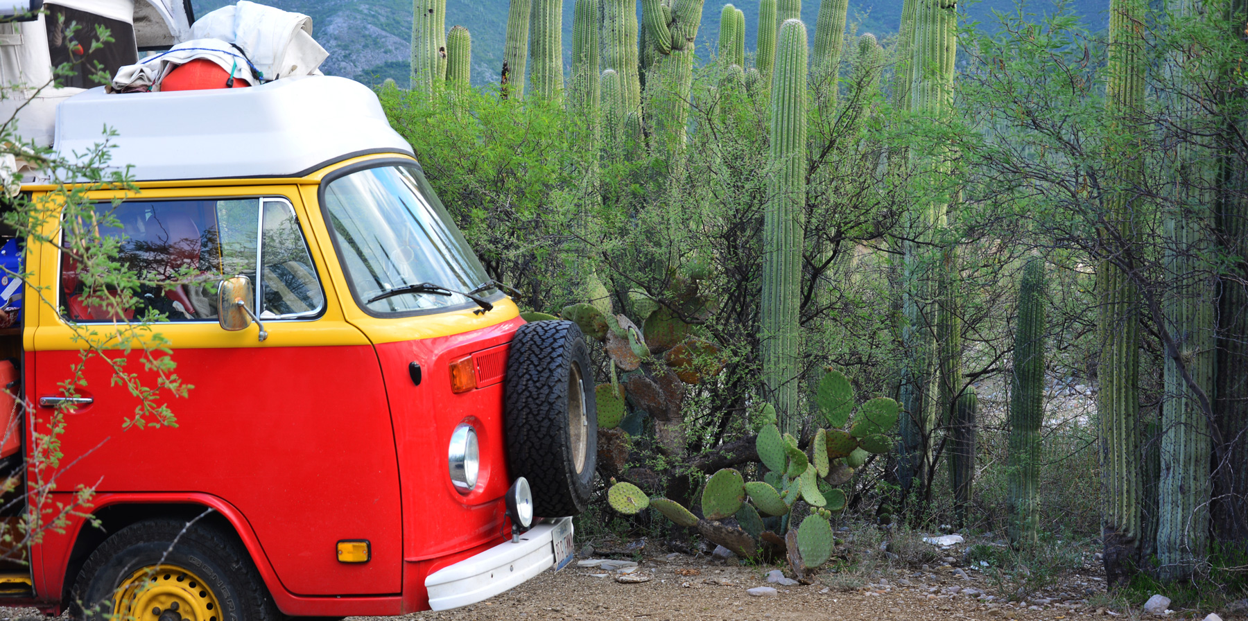 #113 This Cactus Garden is Pretty Like Me