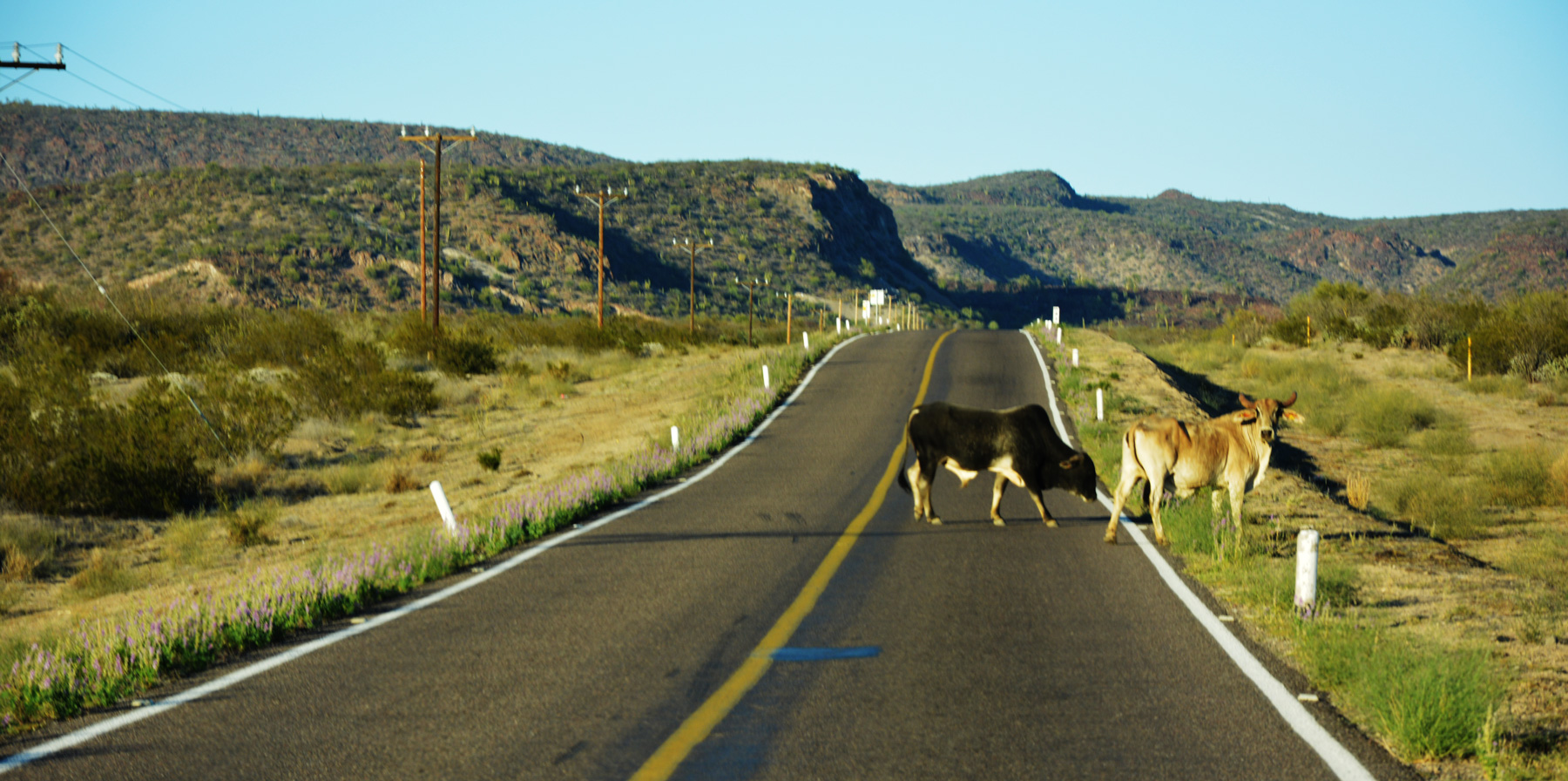 #68 Go Away Stupid Cows!