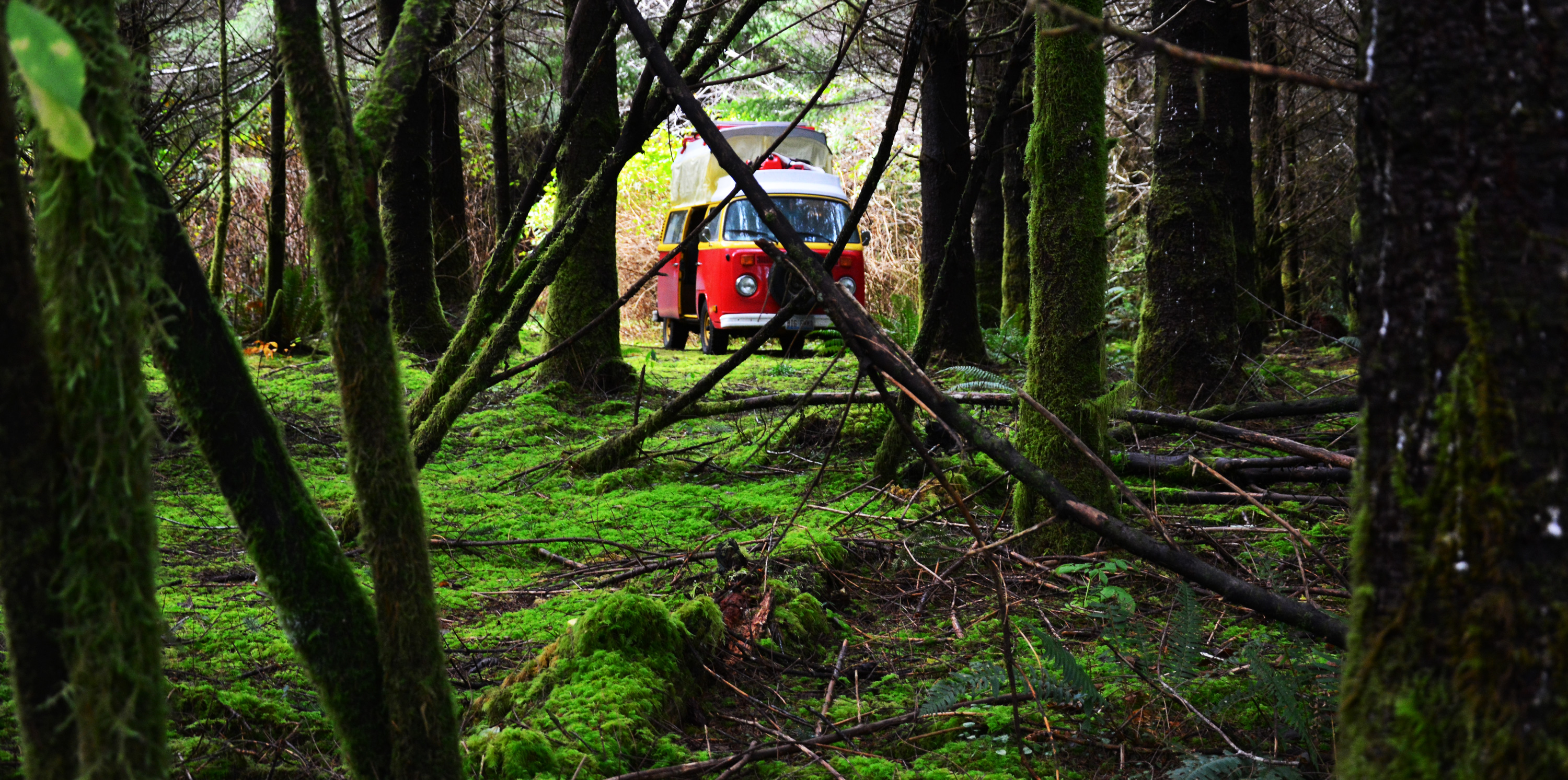 #19 This is my Favorite Forest