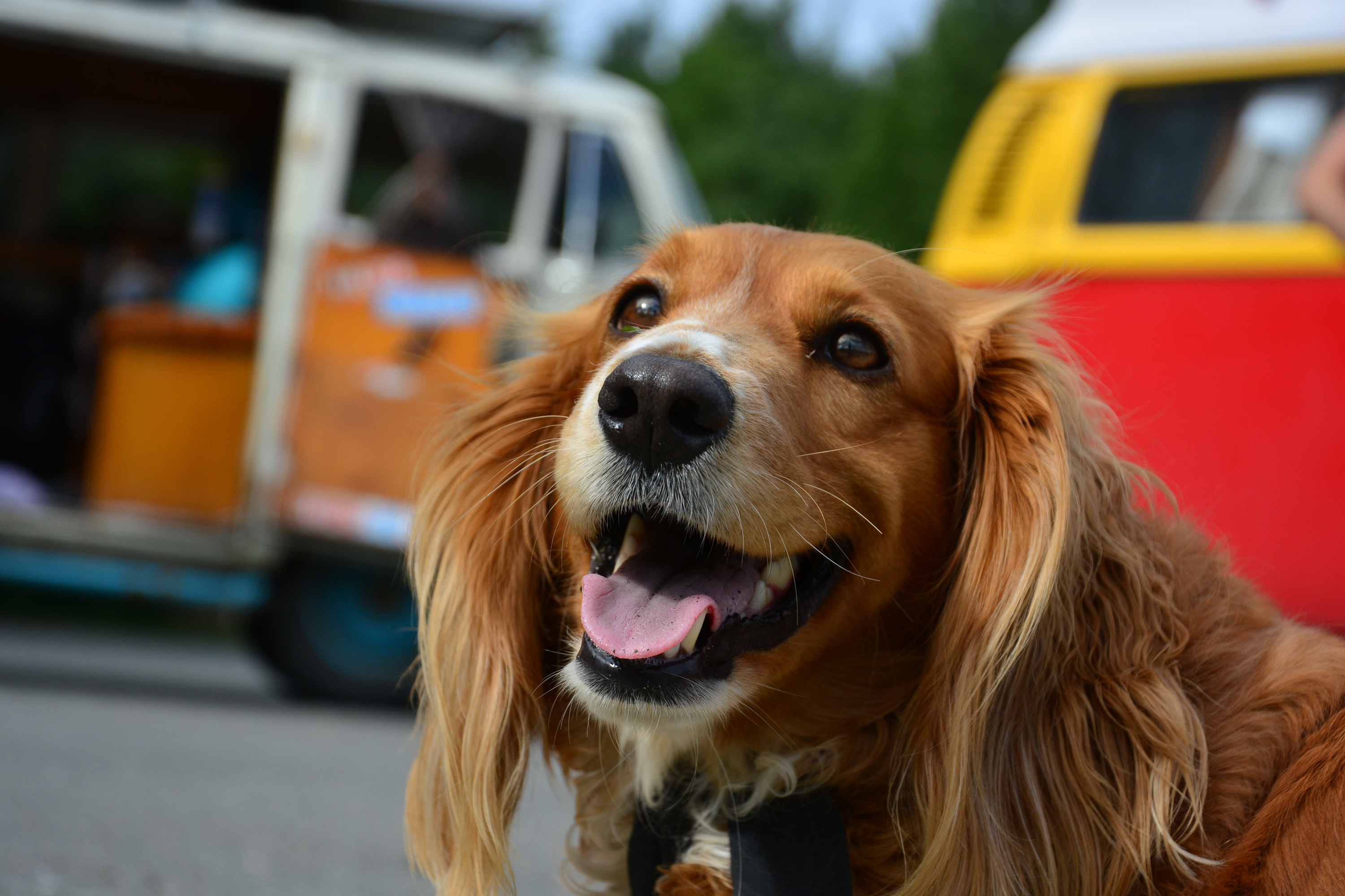 Dogs and Busses