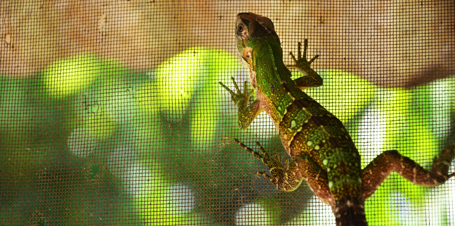 #147 This Lizard isn't as Good as Me But He is Good Too