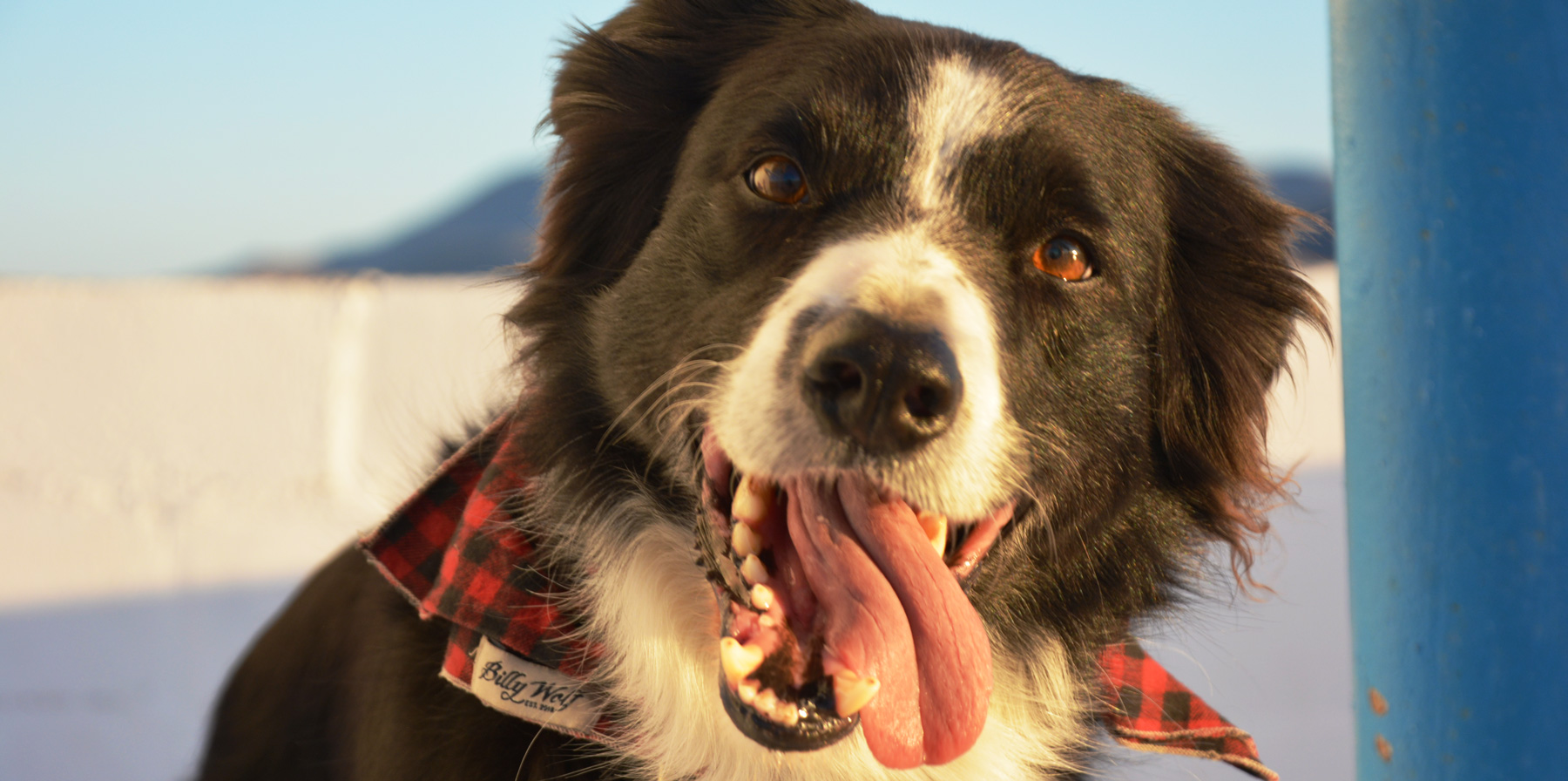 #70 You're Supposed to Find Momo, But I Found Him Already