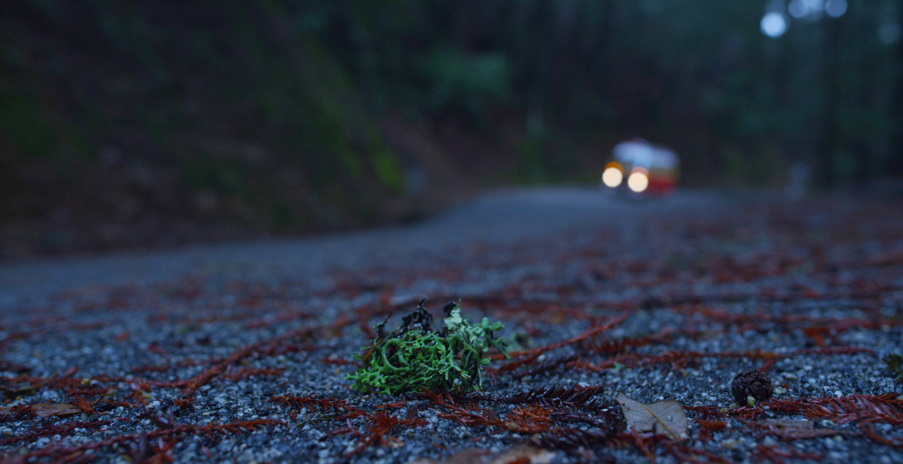 Big Emma in the Woods