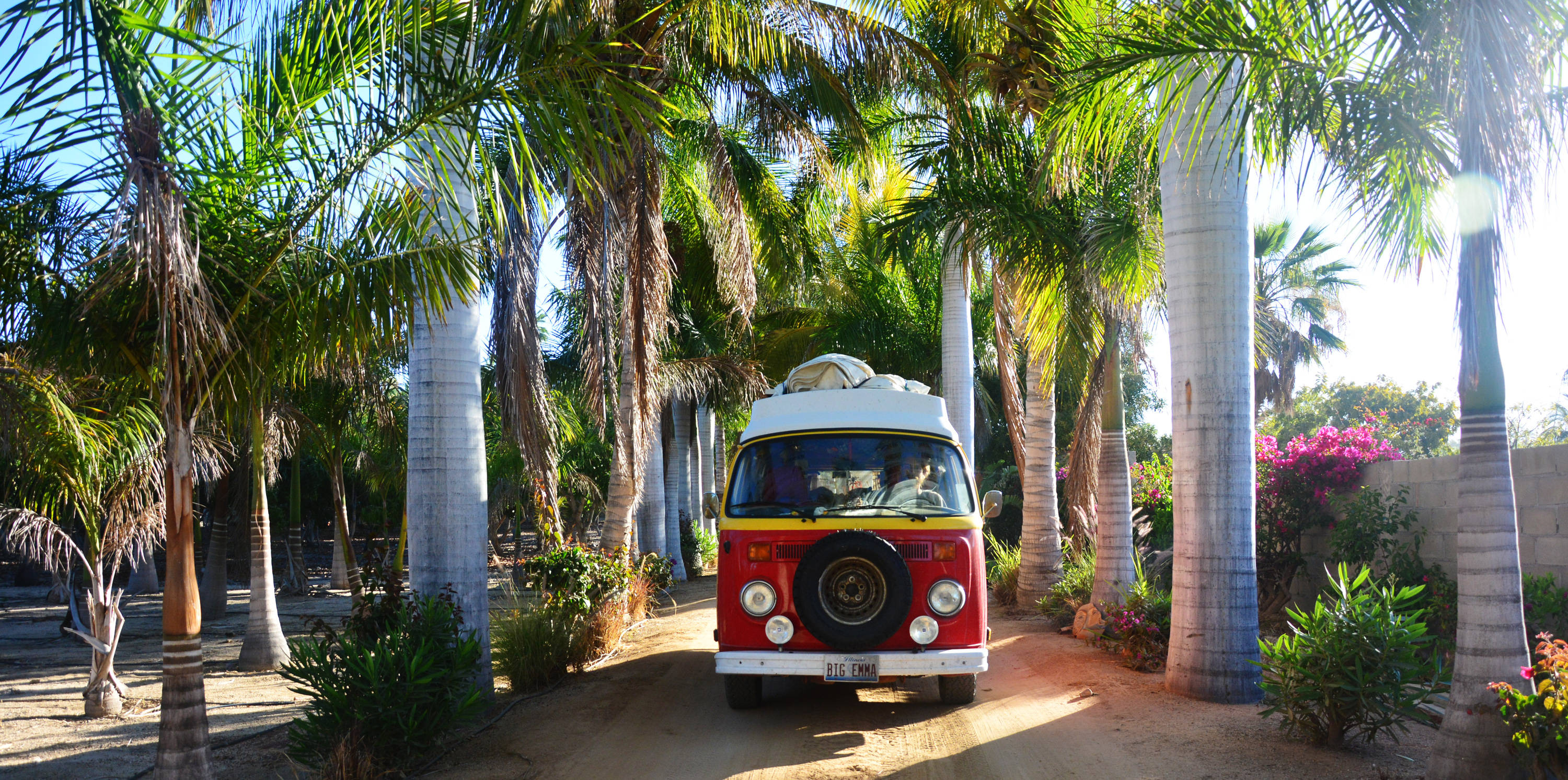 #86 These are My Favorite Palm Trees